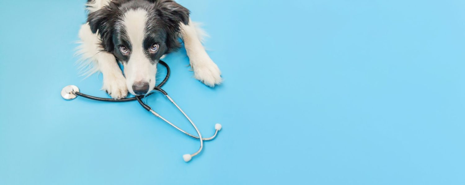 Puppy,Dog,Border,Collie,And,Stethoscope,Isolated,On,Blue,Background.